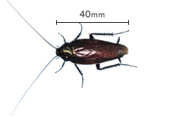 ゴキブリを知る 害虫を知る アース害虫駆除なんでも事典