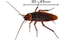 ゴキブリを知る 害虫を知る アース害虫駆除なんでも事典