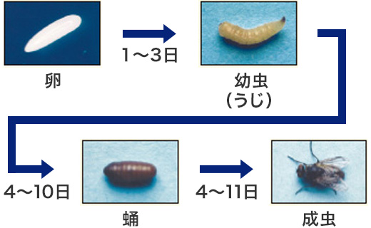 ハエを知る 害虫を知る アース害虫駆除なんでも事典