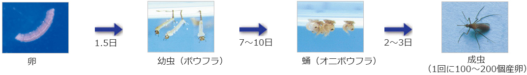 卵 1.5日 幼虫（ボウフラ） 7～10日 蛹（オニボウフラ） 2～3日 成虫（1回に100～200個産卵）