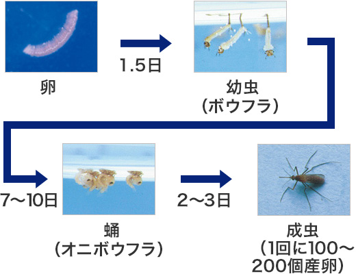 コバエ の 寿命