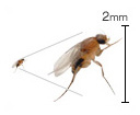 の 種類 コバエ