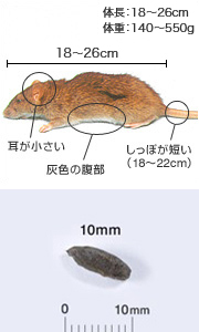 交通安全するネズミ