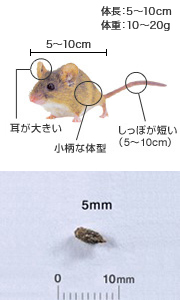 ネズミを知る 害虫を知る アース害虫駆除なんでも事典