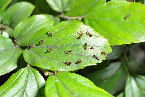 地上のアリは3％。アリの巣が見つからないときの退治方法は？
