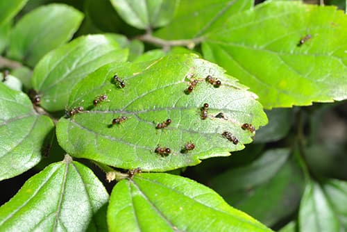 地上のアリは3 アリの巣が見つからないときの退治方法は アリ 害虫なるほど知恵袋