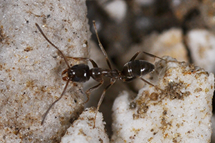 地上のアリは3 アリの巣が見つからないときの退治方法は アリ 害虫なるほど知恵袋