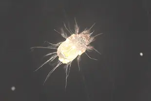 コナダニ類 (体長約0.3~0.8mm) ※写真はケナガコナダニ