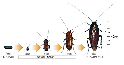 クロゴキブリの成長サイクル