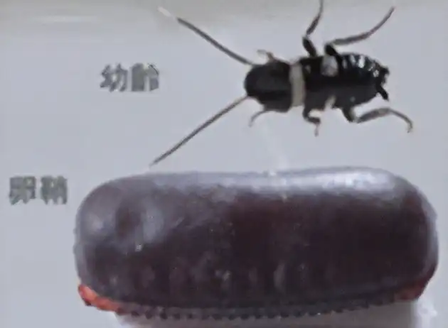 卵鞘の大きさ