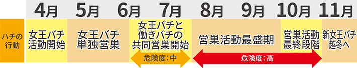 ハチのライフサイクルを学べば、分かる？被害に遭いやすい時期や駆除のタイミング。