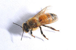 セイヨウミツバチ （体長12mm前後）