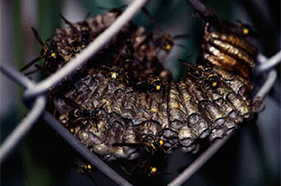 コアシナガバチの巣