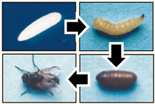 卵から成虫まで2週間 一生に500個産卵するハエの繁殖力がすごい ハエ 害虫なるほど知恵袋