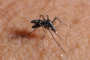 腫れる 蚊 に 刺され る