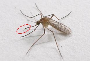 アカイエカ(約5.5mm)