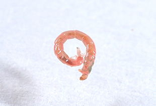 赤虫/ウスイロユスリカの幼虫(約12mm)