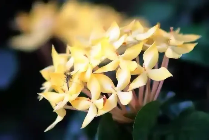 花の蜜や果汁