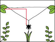 クモの巣の張り方