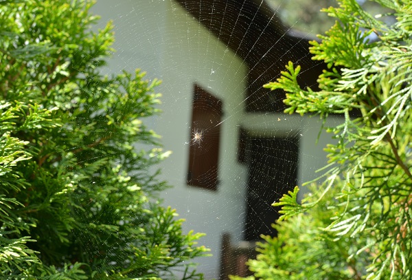 不快な巣を張らせないための対策。クモがたくさん出る家の共通点とは？