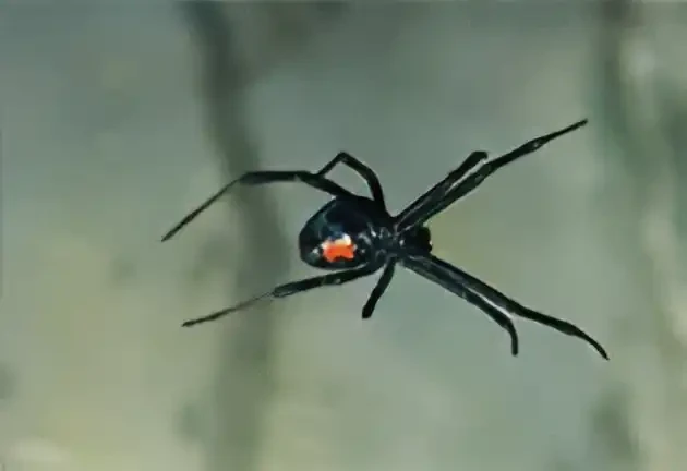 セアカゴケグモの雌成虫