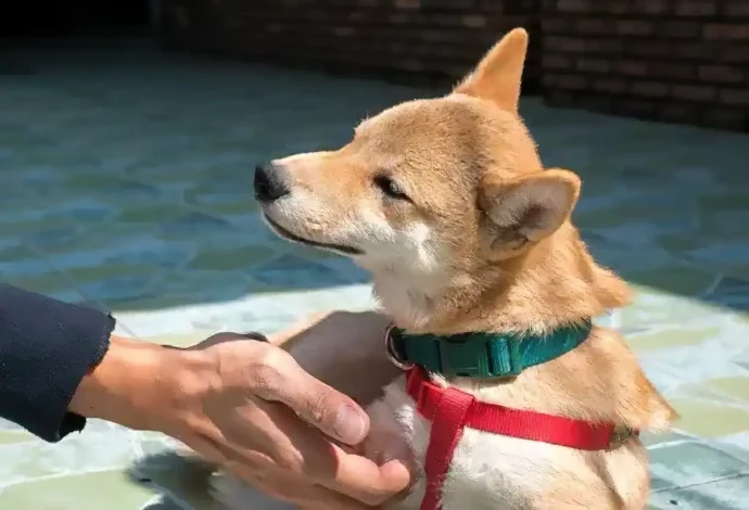 犬の散歩