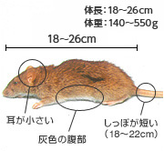 ドブネズミ