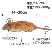 クマネズミ