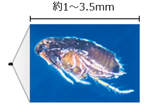 ペットにつくノミに御用心 1匹でもいたらすぐ駆除すべき理由とは ノミ 害虫なるほど知恵袋