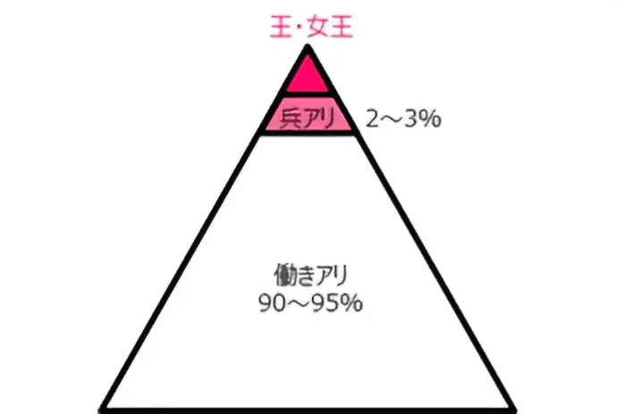 王・女王 兵アリ2~3% 働きアリ90~95%
