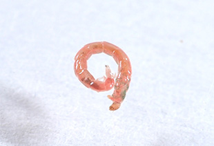 赤虫/ウスイロユスリカの幼虫（約12mm）