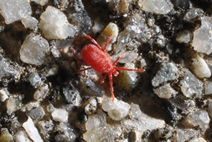 ダニの仲間 タカラダニ マダニ ツツガムシ の違いとは その他 害虫なるほど知恵袋