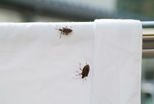 まだら模様の小さい甲虫 ヒメマルカツオブシムシを見たら注意すべき事 その他 害虫なるほど知恵袋