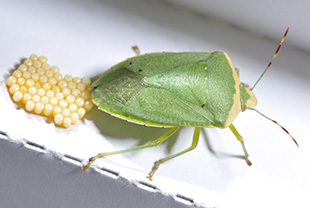 カメムシが洗濯物につくのはなぜ 悪臭を放つ 犯人 を撃退せよ その他 害虫なるほど知恵袋