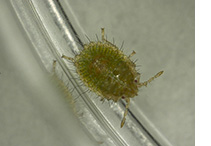 主に4～7月にかけて、幼虫が発生する。寄生植物を吸汁して成長していく。幼虫は背面に毛が密集しているのが特徴。