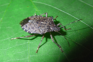 カメムシが洗濯物につくのはなぜ 悪臭を放つ 犯人 を撃退せよ その他 害虫なるほど知恵袋