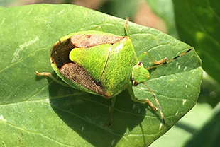 カメムシが洗濯物につくのはなぜ 悪臭を放つ 犯人 を撃退せよ その他 害虫なるほど知恵袋