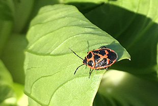 カメムシが洗濯物につくのはなぜ 悪臭を放つ 犯人 を撃退せよ その他 害虫なるほど知恵袋