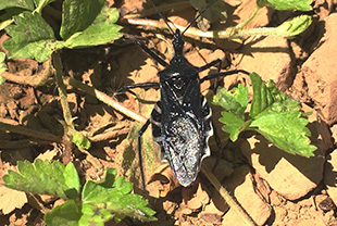 カメムシが洗濯物につくのはなぜ 悪臭を放つ 犯人 を撃退せよ その他 害虫なるほど知恵袋