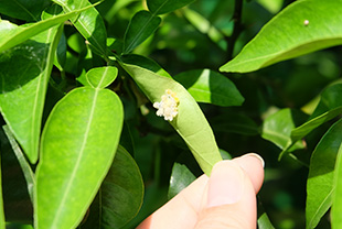 カメムシが洗濯物につくのはなぜ 悪臭を放つ 犯人 を撃退せよ その他 害虫なるほど知恵袋