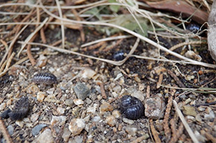 ダンゴムシとワラジムシの違いとは 不快な虫を駆除してお庭をキレイに その他 害虫なるほど知恵袋