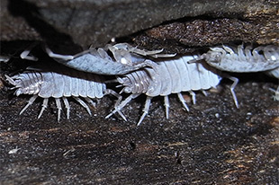 ダンゴムシとワラジムシの違いとは 不快な虫を駆除してお庭をキレイに その他 害虫なるほど知恵袋