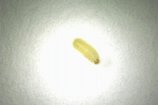 タバコシバンムシの幼虫（体長約3～4mm）