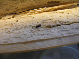 キクイムシの被害に遭った木材の内側 写真提供：（財）日本環境衛生センター環境生物部
