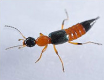 アオバアリガタハネカクシの成虫（体長約6～7mm）