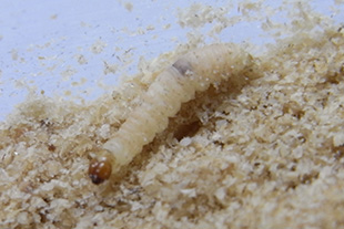 ノシメマダラメイガの幼虫（体長約10～12mm）