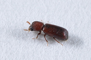 コナナガシンクイの成虫（体長約2～3mm）