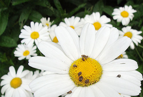 まだら模様の小さい甲虫 ヒメマルカツオブシムシを見たら注意すべき事 その他 害虫なるほど知恵袋