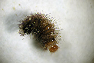 ヒメマルカツオブシムシの幼虫 （体長約4～5mm）