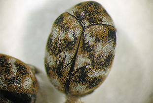 ヒメマルカツオブシムシの成虫 （体長約2.5mm）